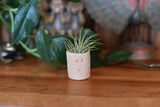 Air Plant Little Buddies - Smiles : Little Buddy (Solo)