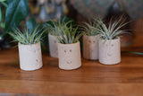 Air Plant Little Buddies - Smiles : Little Buddy (Solo)