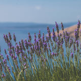 Vitruvi - Earl Grey Push Scent Refill