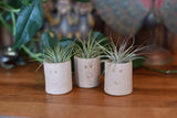 Air Plant Little Buddies - Smiles : Little Buddy (Solo)