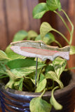Plant Buddies - Fish